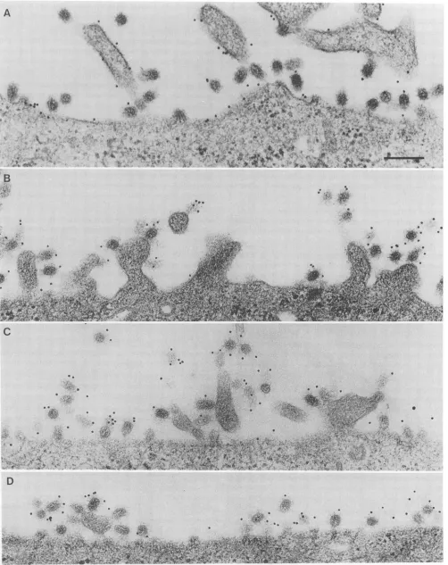FIG. 7.infectedp.i. Distribution of M2 and HA on the surfaces of influenza virus-infected MDCK cells