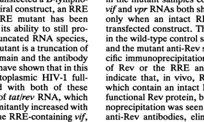 FIG.Iand 2. Detection of specific Rev binding requires Rev, the RRE, anti-Rev monoclonal antibodies