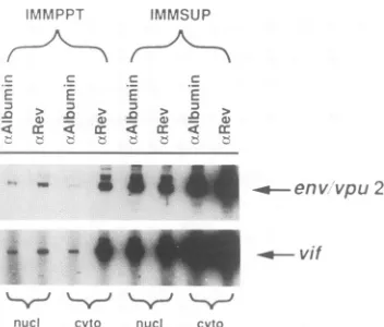 FIG. 4.constructs.sequencenucleotidemutant RNA and protein sequences of wild-type and mutant Rev The amino acid sequence and corresponding nucleotide of Rev between residues 74 and 84 is shown