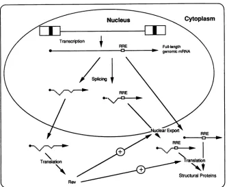 FIG. 7.wouldremain Model for bimodal Rev function. Rev would be translated from an RNA which is not dependent on Rev for its expression