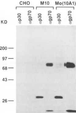 FIG. 3.AntiserausedMo(lOA1), Immunoprecipitation of p30CA and gp70SU. Cell lines are CHO, CHO transfected with M.10, and CHO infected with a chimeric Mo-MuLV that has a 1OAl env gene (14)