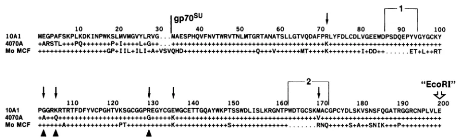 FIG. 4.aminoaligned.amphotropicMuLV; Protein sequence comparison of the amino-halves of gp7OSus