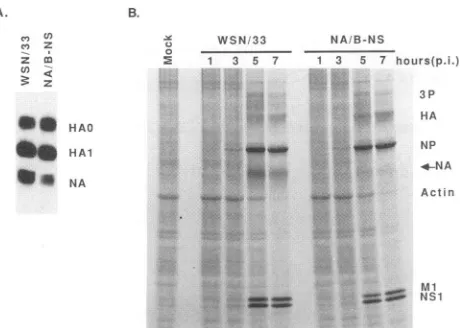FIG. 5.byTheofproteinscarbohydrate(A)imagingindicatedtheinfectedaMaterials 10% HA), Analysis of NA protein in virions and in infected cells
