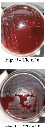 Fig. 9 - Tie nº 6  