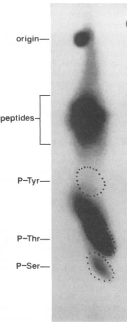 FIG. 1.orTheonthionineannumberedtively.subjected(lanes6) between infected Phosphorylation of p12