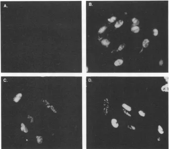 FIG. 8.DNA-bindinganti-mouseand Intracellular localization of p12 by indirect immunofluorescence