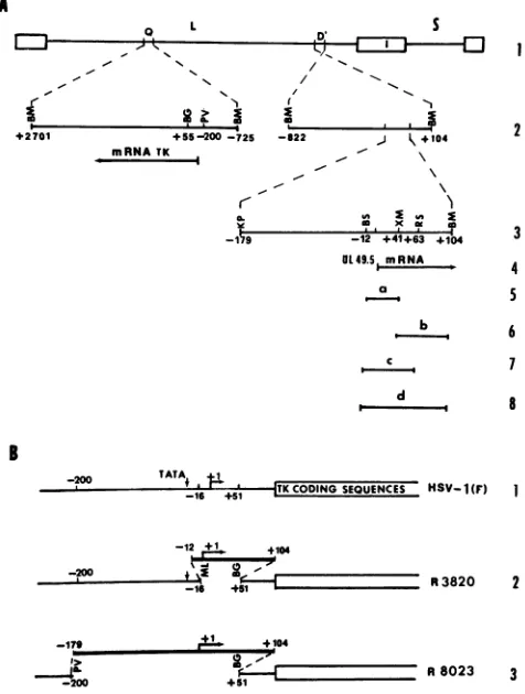 FIG.1.virusesgene.thesequenceuntranscribedscriptionquencesreadingsequence(BssHII-XmaIII),(BssHII-BamHI)initiationnantstructurenucleotideinitiationheavytheBS,schematic(indicatedRestriction Sequence arrangements of HSV-1(F) and of recombinant used in these s