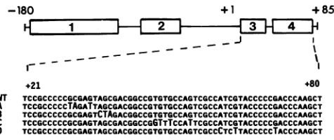 FIG. 2.Adomainstalreplacedscribedarerepresent and The 265-bp (-180 to +85) portion of the UL49.5 untran- and transcribed noncoding domains