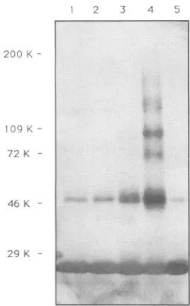 FIG. 4.wereblue.20%CA= 132,000), Migration of purified recombinant HIV-1 on native polyacrylamide gels