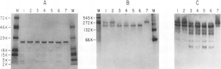 FIG. 5.wereweightelectrophoresisMarkers= 545,000), Migration of purified recombinant CA protein on nondenaturing gels after treatment with 1 M NaCl and 0.1% OBG