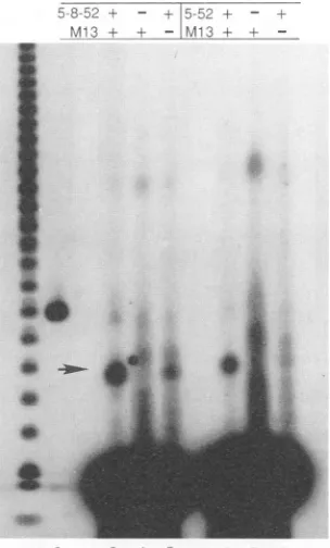 FIG. 3.single-strandedM13 Primase-primed DNA synthesis on a single-stranded DNA template