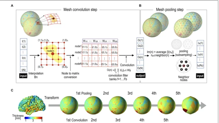 FIGURE 3 | Mesh pooling after mesh convolution operation. (A) A mesh convolution layer processes inputs and generates outputs by multiplication of filter vectors with reshaped thickness data