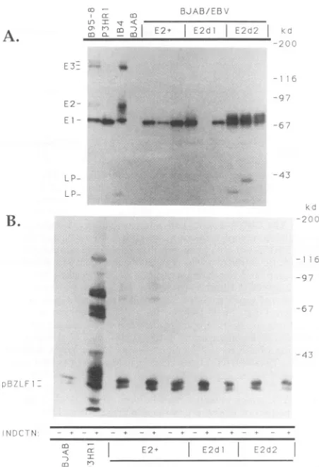 FIG.~~+t-+infectedclonesE2d2)immunoblottedonlywith(A)that37EBNA-LP(lanesillustration;detectedbeforecellsshown(panelsionrecombinantEBNAsfectedassayedtreatment