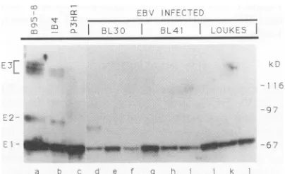 TABLE 1. Induction of lytic EBV infection in BJAB clones infected with TlE2-HYG or TldE2-HYG P3HR1 recombinants