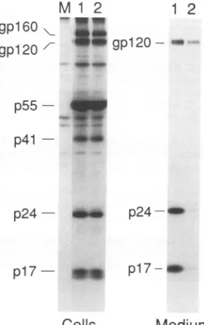 FIG. 4.HXBH10-vpu-/env+(lane trans effect of vpu. Twenty micrograms of SVCMVvpu+ 1) or SVCMVvpu- (lane 2) was cotransfected with 30 pg of in HeLa cells