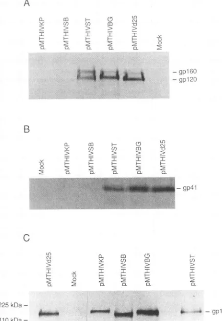 FIG. 2. cell Immunoblot analysis of envelope glycoproteins present lysates or associated with HIV-like particles expressed by