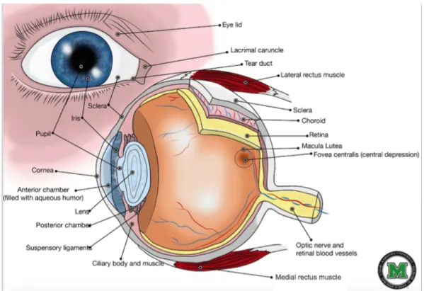 Figure 2.1: Schematic diagram of the cross-sectional view of eye and its major structures copied from [eye, 2015]