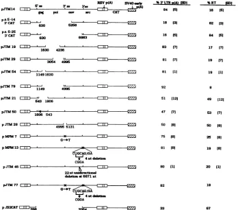 FIG. 2.wereaccounttheindicatedaindicated cDNA Schematic representation of wild-type and mutant constructs and their corresponding levels of read-through RNA