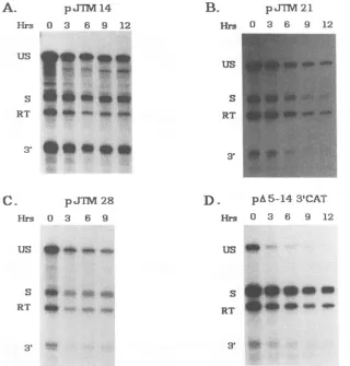 FIG. 3.areadditionregion Analysis of RNA stability in CEF transfected with wild-type and mutant constructs