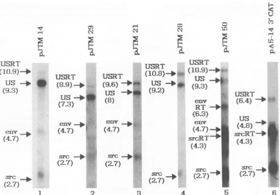 FIG. 4.various(env Northern blot analysis of RNA from CEF transfected with wild-type and mutant constructs