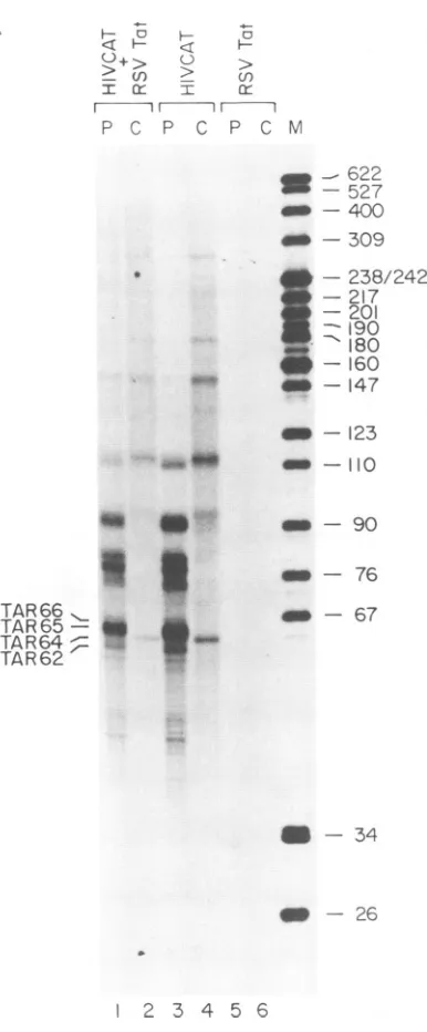 FIG.2.both,COS-1containsnascent(lanetranscriptionresolvedondarypauseindicatedandSize fractionation of HIV-specific run-on transcripts