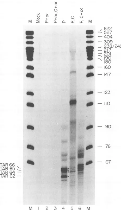 FIG. 4.HpaIIconcentrationonlypulse-labelingtionright.transfectionscripts.(lane Effect of RNA polymeraseII inhibition on short tran- Run-on transcription assays were conducted at 72 h after of COS-1 cells with pSt4 (lanes 2 to 6) or carrier DNA 1)