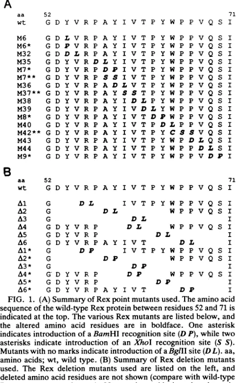 FIG.1.sequencetheindicatedboldface.aminoused.indicatesasterisksMutantsdeletedRex (A) Summary of Rex point mutants used