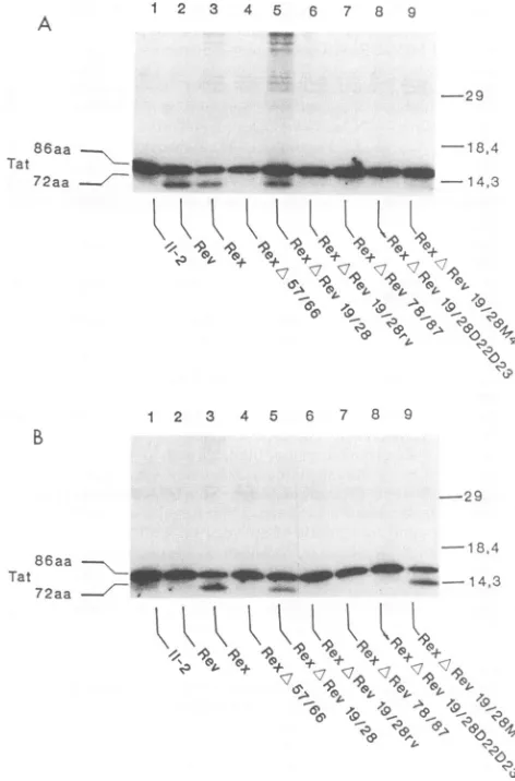 FIG. 6.gTattheformsindicatedlarare Functional analysis of the Rex-Rev chimeric proteins on HIV-1 RRE (A) and HTLV-1 RxRE (B) target sequences