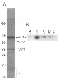 TABLE 1. Characteristics of BFDV virion VP1isoelectric species