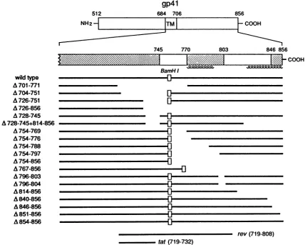 FIG. 3.HaeIIIgelsHXB2A(840-856)HXB2heat-inactivatedformedforharvestedPCR100,000140-bp Detection of HIV-1 provirus formation in Jurkat cells by amplification of viral DNA following acute infection with or HXB2A&(840-856) viruses