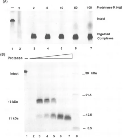 FIG. 3.wascontainingalterofprobecomplexandEBNA-1(aa408-641)thethroughA;DNA-boundpresentelectrophoresis.probefromdigestion, protease Binding of EBNA-1 to adjacent consensus sites does not protease susceptibility