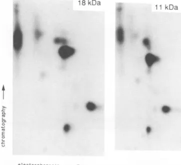 FIG. 5.wereoftrypsin,peptideK,two-dimensional18-kDa11-kDa[35S]Met-labeled the Tryptic peptide analysis confirms that the 11-kDa poly- is derived from the 18-kDa species