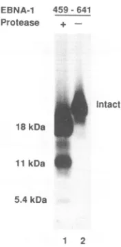 FIG. 9.sensusprobe,SDS-polyacrylamideEBNA-1(aa408-641).serveddationabolishlabeled,activity