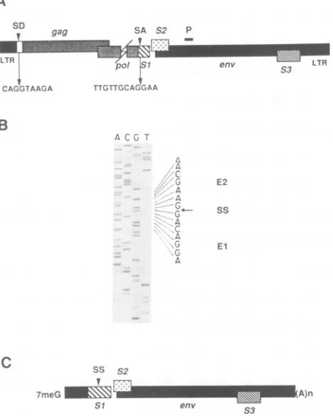 FIG.1.theSchematic Nucleotide sequence analysis of the splice junction of predominant 3.5-kb RNA in EIAV-infected FDD cells