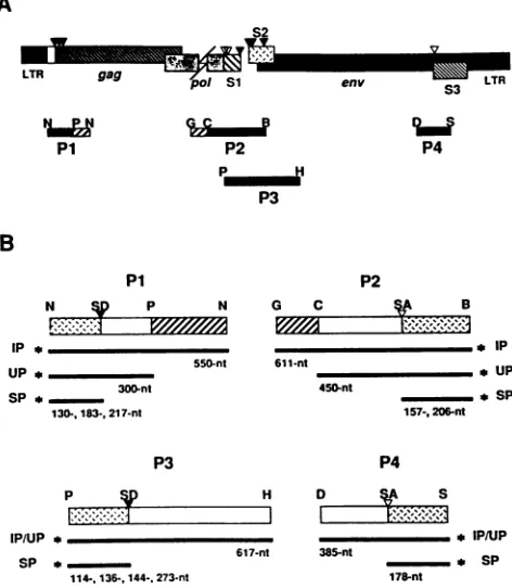 FIG. 2.positionsbelowpoly(A)+specificplayedofcellsinareacidprobedtheNucleotide each the Northern hybridization analysis of EIAV-infected FDD using site-specific splice donor oligonucleotide probes