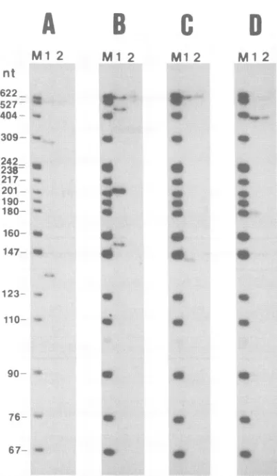 FIG. 4.tively.tionprotectionrestriction1) or Analysis of digestion products from nuclease Si protec- studies