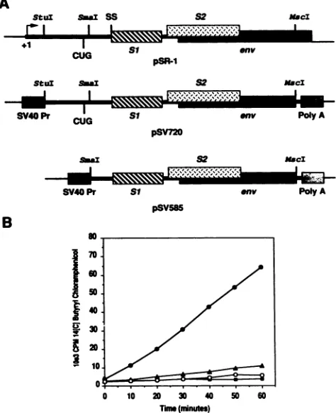 FIG. 5.withzymecloningclonedcotransfectedfunctiontransfectionsdasepLTRcattionsitestionEIAVexpressionrestrictionexpression(SV40theamphenicol Analysis of trans-activated EIAV LTR-driven CAT en- activity in transfected FDD cells