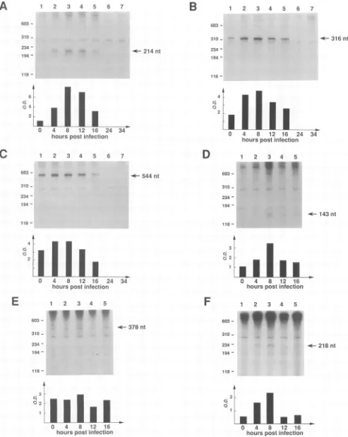 FIG. 2.transcriptionp64CAT-319runoffnumbersrunoff In vitro transcription of templates, using AcMNPV-infected Sf9 cell nuclear extracts prepared at different times postinfection