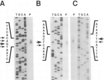 FIG. 5. Sequence of promoter regions. The mRNA start sites and the presumed TATA boxes are underlined.