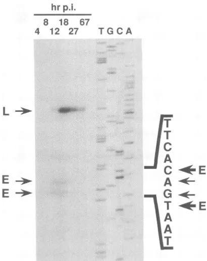 FIG. 6.onp26usedtheprimersingRNAsame18-h Primer extension analysis to determinestart sites of produced in vivo