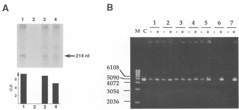 FIG. 8.wasSstI-digestedforreactiontheResearchdividedinfectiondescriptionlaneuninfected-cell Assays for nuclease activity in nuclear extracts
