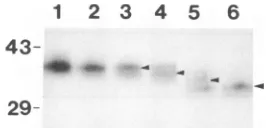 FIG.1.300molecularE2.mUat 37°C, Determination of the number of N-linked glycans on RV [35S]methionine-labeled E2 was incubated with no (lane 1), 10 (lane 2), 20 mU (lane 3), 50 mU (lane 4), 100 mU (lane 5), and mU (lane 6) of N-glycanase (Boehringer Mannhe