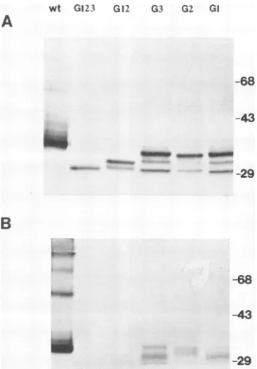 FIG. 5.branes.Tritonanti-RValkalinePositions(B)posttransfection)deoxycholate)andtypetractsM NaCl, Western blot (immunoblot) analysis of steady-state wild- (wt) and mutant E2 proteins in transfected cells under reducing nonreducing conditions