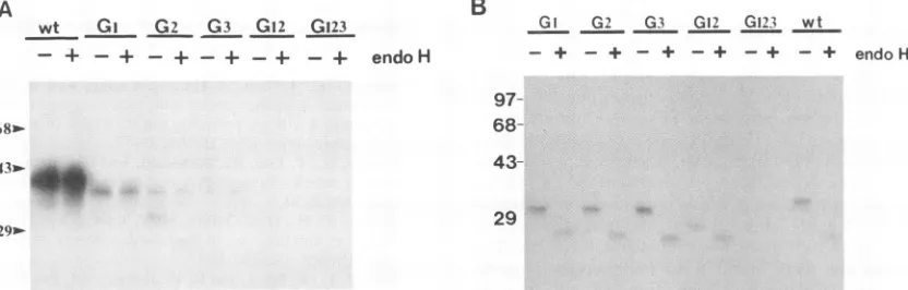 FIG. 9.wild-typeEqualPositions[35S]methionine Intracellular processing and secretion of a soluble form of wild-type (wt) and mutant E2 proteins