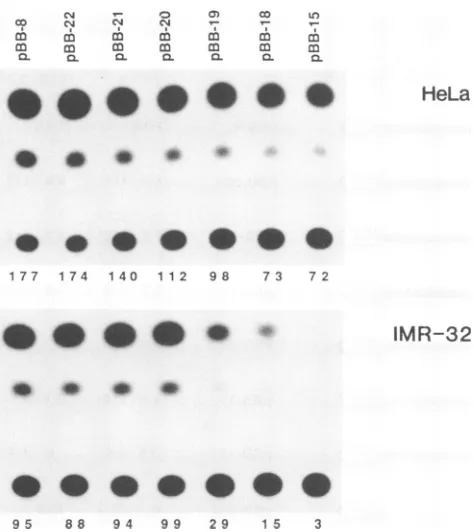 FIG.1.wereDNAproductsplasmidhtionsactivity. after Typical results from transfection of a series of 5' dele- into HeLa and IMR-32 cells
