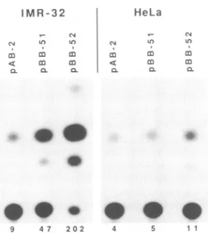 FIG. 2.valuesLAPtoassignedandcellscells the Summary of 5' deletion constructs and their relative activities in HeLa and IMR-32 cells