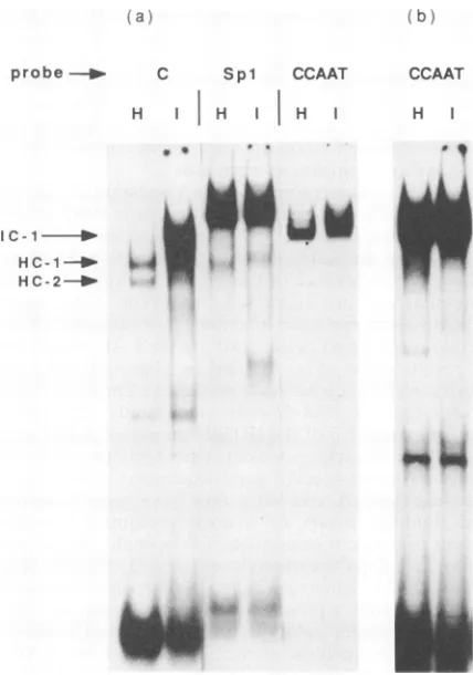 FIG. 7.werepolyacrylamideprobesC,eachextracts.MaterialsandinIMR-32 IMR-32 with Identification of a DNA-binding factor which is present cells but absent from HeLa cells