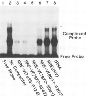FIG. 2.Atprocedure.probeasderived(24)detectedcules indicated. RRE-V specifically binds multiple Rev-V protein mole- in vitro