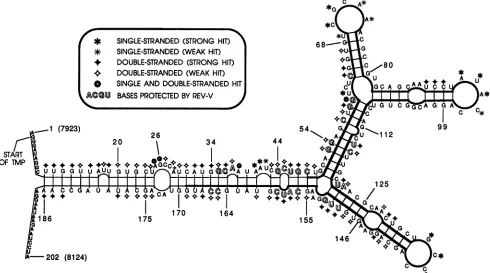 FIG. 5.biochemicalSonigoofandstem-loopextends cleavage Secondary structure of the RRE-V