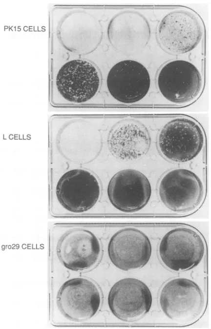 FIG. 1.Afterfixedoncells.describeddaysdish] Plaque-forming efficiency of PRV on PK15, L, and gro29 Serial 10-fold dilutions of PRV (10-2 dilution [top left in each through 10-7 dilution [bottom right in each dish]) were plated PK15, L and gro29 monolayers 